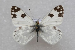 Pontia daplidice