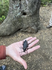 Acanthinodera cumingii