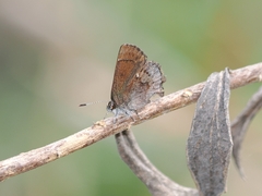 Callophrys henrici