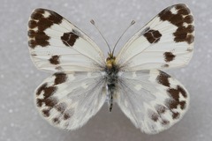 Pontia daplidice