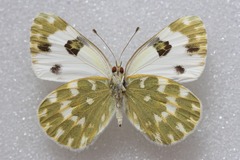 Pontia daplidice