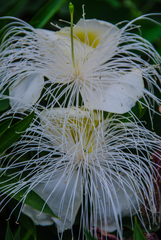 Capparis sandwichiana