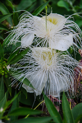 Capparis sandwichiana