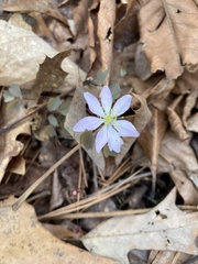 Thalictrum thalictroides