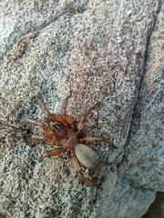 Myrmekiaphila comstocki