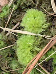Sphagnum strictum