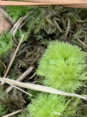 Sphagnum strictum