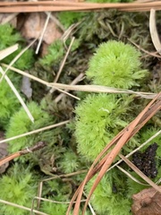 Sphagnum strictum