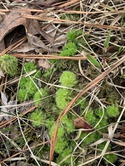 Sphagnum strictum