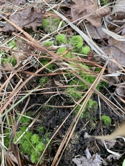 Sphagnum strictum