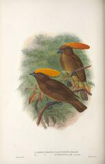 Golden-Fronted Bowerbird photo 1