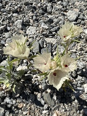 Mohavea confertiflora