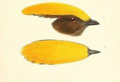 Golden-Fronted Bowerbird photo 2