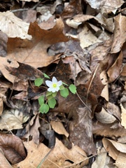 Thalictrum thalictroides