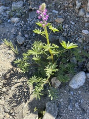 Lupinus arizonicus