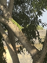 Iguana iguana
