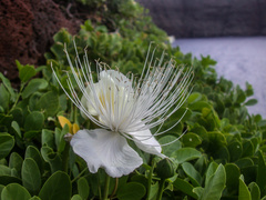 Capparis sandwichiana