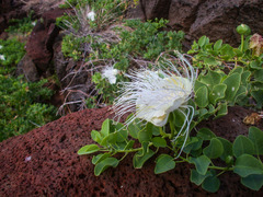 Capparis sandwichiana