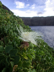 Capparis sandwichiana