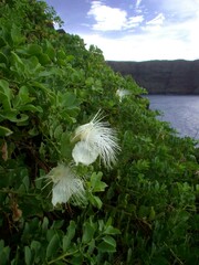 Capparis sandwichiana