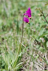 Dodecatheon