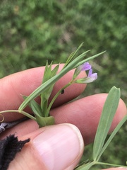 Lathyrus pusillus