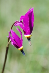 Dodecatheon