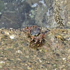 Grapsus albolineatus