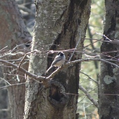 Poecile atricapillus