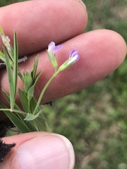 Lathyrus pusillus