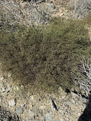Fagonia laevis