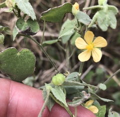 Abutilon viscosum