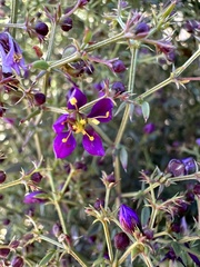 Fagonia laevis