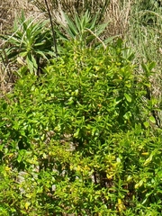 Hypericum glandulosum