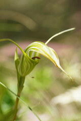 Pterostylis decurva