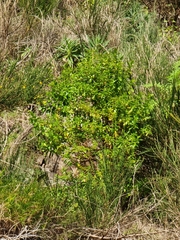 Hypericum glandulosum