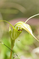 Pterostylis decurva