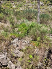 Hypericum glandulosum