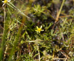 Ranunculus amphitrichus