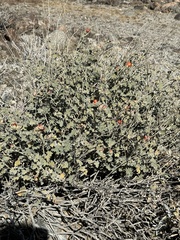 Sphaeralcea ambigua