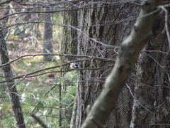 Poecile atricapillus