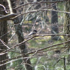 Poecile atricapillus