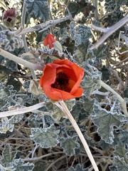 Sphaeralcea ambigua
