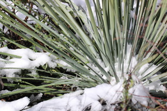 Hesperoyucca whipplei