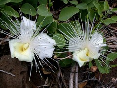 Capparis sandwichiana
