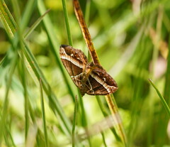 Chrysolarentia conifasciata