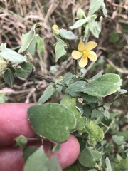 Abutilon viscosum