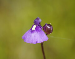 Utricularia dichotoma