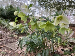 Helleborus orientalis