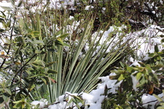 Hesperoyucca whipplei